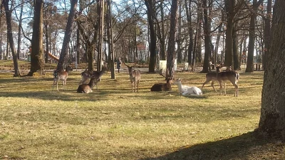 Przekleta_gapa - Grudziądz też posiada białe okazy leśnych zwierzaków, te akurat spot...