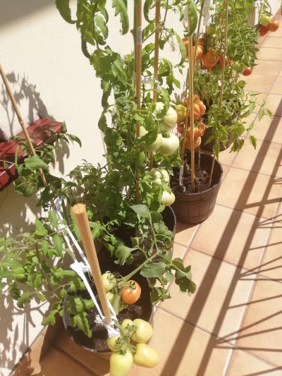 arinkao - Pozazdrościłam w zeszłym roku pomidorów Mireczkom i posadziłam swoje pierws...