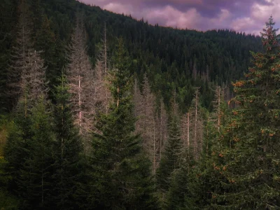 fantasmagorian - w drodze na Czerwone Wierchy i klimat typu Twin Peaks (◠﹏◠✿)

#gory ...