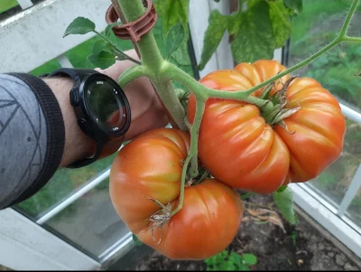 o__p - #przegryw #wygryw ##!$%@? #wies #ogrodnictwo #pomidory Chłop pomidory olbrzymi...
