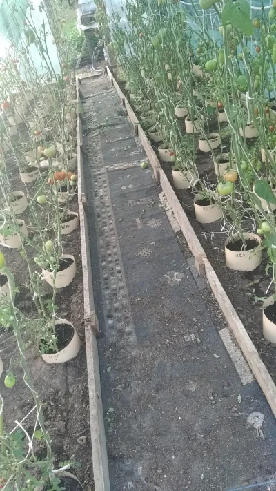 mieczyslaw_kopec - #ogrodnictwo #ogrod #pomidory
