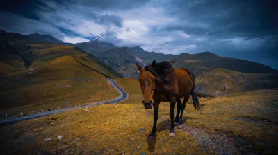 ApesHODL - Koń. 

SPOILER

#gruzja #fotografia #konie ##!$%@? #smiesznypiesek #ka...