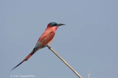 Lifelike - Żołna karminowa (Merops nubicoides)
Autor
#photoexplorer #fotografia #or...