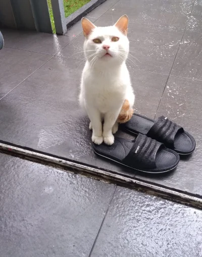 bisu - Kot w butach oczekuje na kolacje ( ͡° ͜ʖ ͡°)
Ma ktoś pomysł jak mu wyczyścić ...