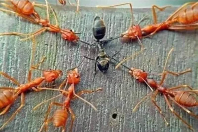 Zwiadowca_Historii - Gdy włożymy do słoika 100 czarnych i 100 czerwonych mrówek, nic ...