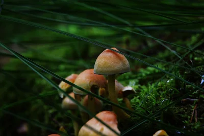 Pikieros - Takie grzybki dziś ustrzeliłem chodząc z aparatem po lesie. #grzyby #fotog...