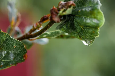 sierzchula - Nie za bardzo miałem pomysł, więc poszedłem z macro do ogrodu przed dome...