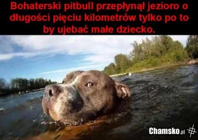 allmilczar - Proponuję teraz pojazd desantowo-szturmowy na bazie pitbulla.