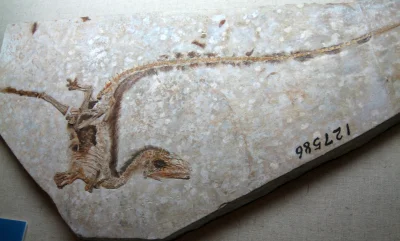 Akayari - @Akayari: wspomniana skamieniałość. Teropod ten był wielkości kurczaka.