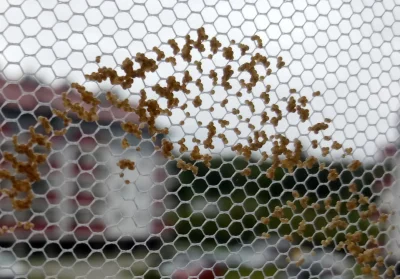 kanclerzkrolestwapaprotnikow - Coś złożyło jaja na mojej moskitierze na oknie.

Cze...