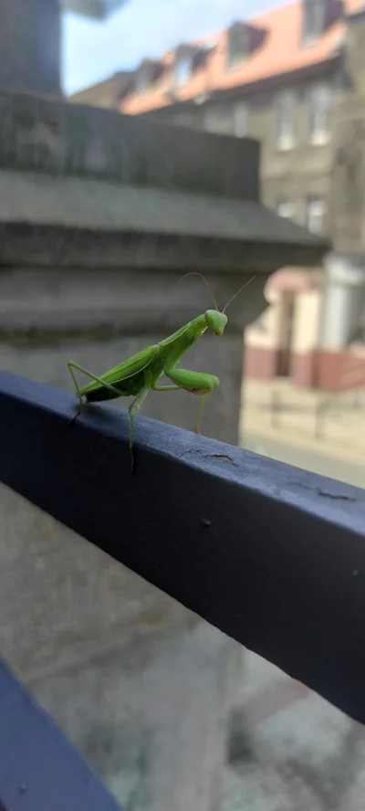 Zuchwaly_Pstronk - Niedawno sfotografowałem jedną w samym centrum Bytomia na kościeln...