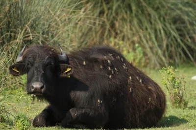 hyacinthus - In northern Turkey, water buffalo roam the wetlands & pick up frogs. Cle...