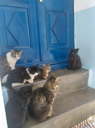 Sandrinia - Greckie kitki zorganizowały spotkanie biznesowe ( ͡° ͜ʖ ͡°)
#koty #grecj...