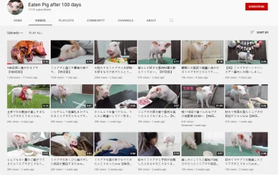 bastek66 - Jeden Japończyk przez 100 dni dokumentował życie ze swoją świnką i ostatni...