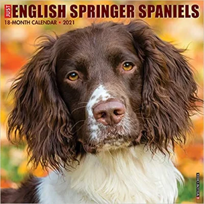 kuba70 - @DingoSra: @bartek555: 
English Springer Spaniele.

https://en.wikipedia....