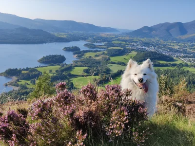 3t3r - Czy Yuki wolno plusa? 

#samoyed #trekking #uk #lakedistrict #Yuki #zwierzac...