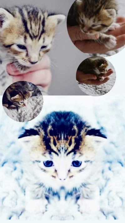 Strzala9101 - Mały, domowy przychówek (｡◕‿‿◕｡)
#kotki #koty