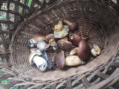 Rooogaaal - W okolicy Tymbarku bieda grzybowa :( 
#grzyby