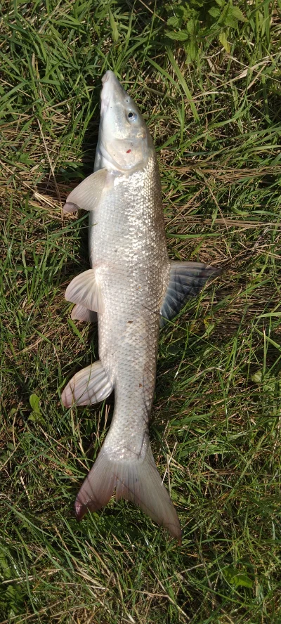 grzechotnik666 - Brzana 65cm z Odry na robaczki. 
#wedkarstwo #ryby