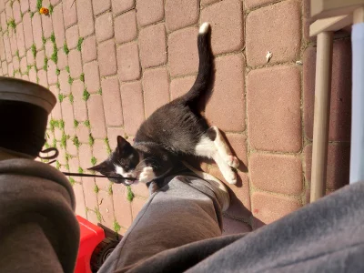 lubiacy_beton - Takie kotku do mnie dzisiaj przyszło 
#koty