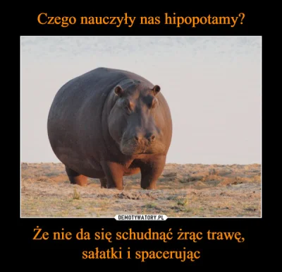 luxkms78 - #hipopotamy