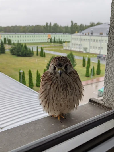 RockyZumaSkye - U nas ostatnio jedna schowała się przed ulewą na parapecie, sloooodzi...