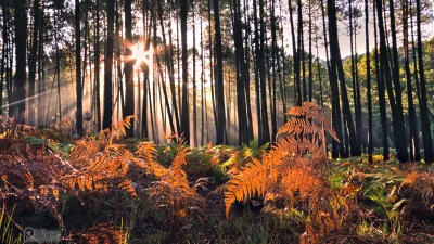 nexpo - Pierwsze promienie słońca docierające do wnętrza lasu (◔‿◔)

Las l'Ospedale #...