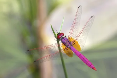 likk - zamiast powitania słów #porannaporcja Trithemis aurorów
 
Trithemis aurora –...