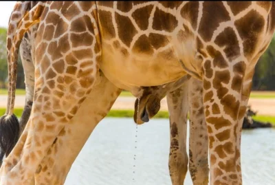 cheeseandonion - >Male giraffes will headbutt females in the bladder until they pee. ...
