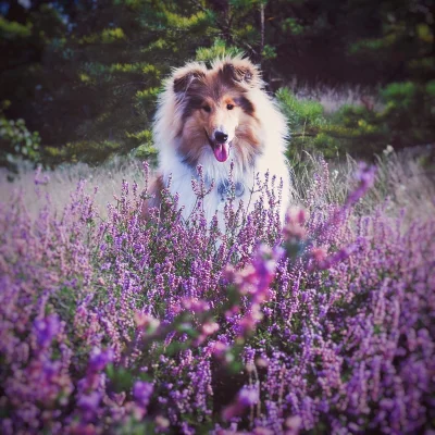 borzug - 1 plusik = 1 ucho królicze dla tej młodej puchatej damy. #collie #pokazpsa #...