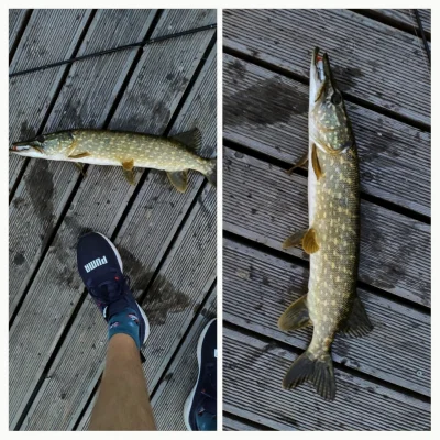 Wierzbek - Mój rekord szczupaczka, parę dni temu złowiłem 51cm, w wczoraj 60cm.

Ci...