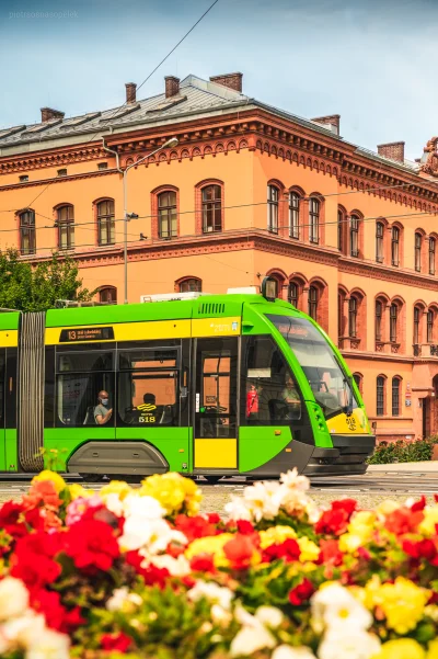 mrsopelek - Taki bimbaj z kwiatkami.

#poznan #fotografia #tramwaje #tramwajeboners...