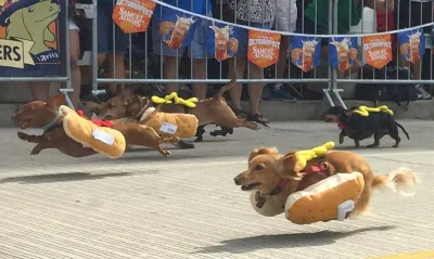 grisha - Wyścigi hot-dogów #hotdog #psy