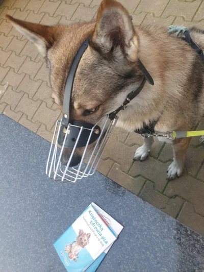 pranko_csv - OSTATNIA PROSTA
Szczepimy na wściekliznę.
#prankothewolfdog