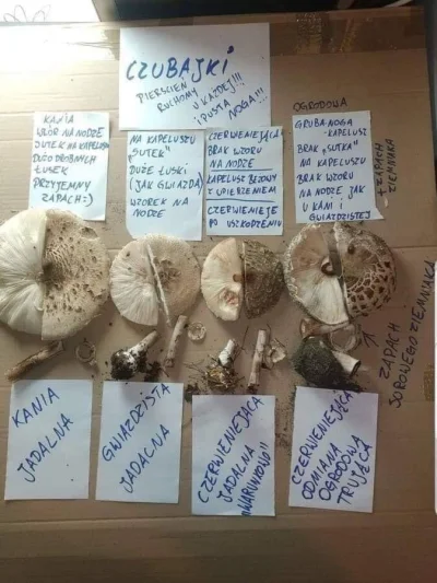 LubieChleb - Ciekawy tutorial na rozpoznawanie gatunków czubajek ( ͡° ͜ʖ ͡°) 
#grzyby...