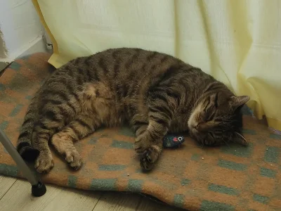 newidyn - Bo z myszką się śpi najlepiej (｡◕‿‿◕｡)
#pokazkota #kotpaczek #koty