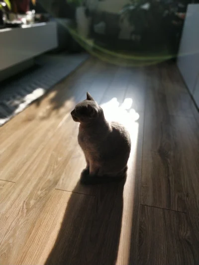 MartaMartuska - Ten kot łapie każde poranne promienie słońca (ʘ‿ʘ)

#pokazkota #koty ...