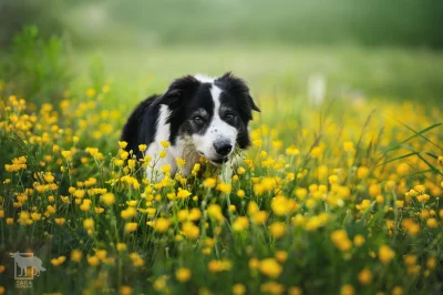 Aenkill - Pies wegetarianin wpierdziela żółte kwiaty.

#fotoaenkill - tag do obserw...