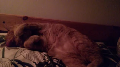 John_Clin - Śpimy sobie z Kociamberkiem. 

#koty #pokazkota