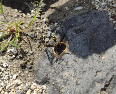 kaosha - #ciekawostki 
Pani osa robi sobie domek z gliny. W komentarzu ukończone dzie...