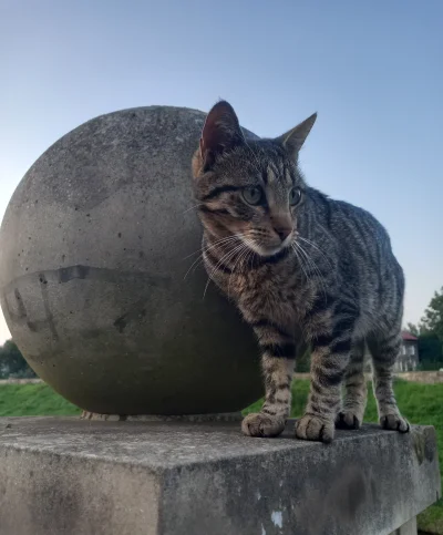 KapitanJaszczurka - Ide se wlasnie na wykopiwo i takiego przystojniaka spotkalam. #po...