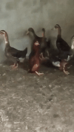 RandomowyJanusz - #smiesznypiesek #gif