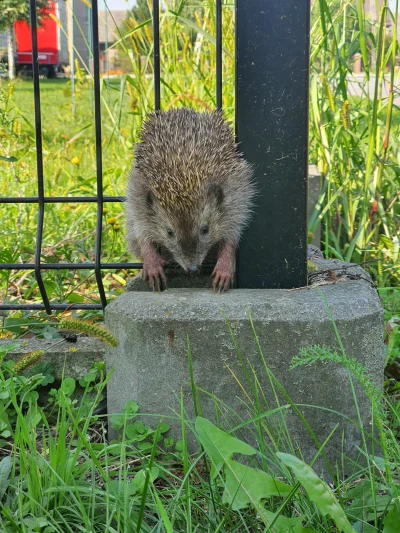 HetmanWielkiKoronny - Jadę sobie wczoraj samochodem i coś mi mignęło przed oczami dzi...