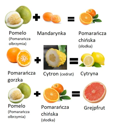 JoeShmoe - Popularne owoce cytrusowe są hybrydami. #ciekawostki #infografika #owoce #...