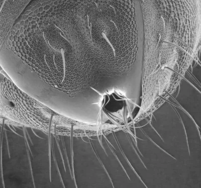 pcstud - widzieliście kiedyś mrówczy odbyt? zdjęcie spod mikroskopu #mrowki #ciekawos...
