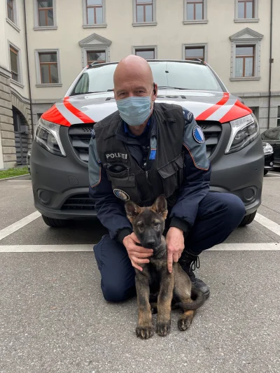 nowyjesttu - Taki szczeniaczek dołączył do Polizei w Szwajcarii.

#policja #ciekaws...