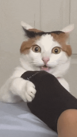 RandomowyJanusz - #smiesznekotki #stopki