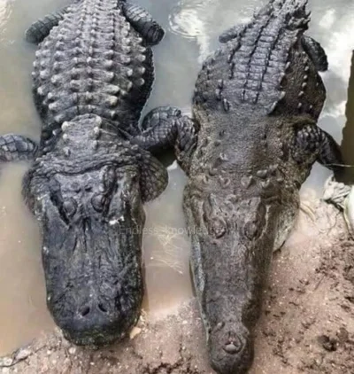 JoeShmoe - Różnica pomiędzy aligatorem, po lewej, a krokodylem, po prawej. #ciekawost...