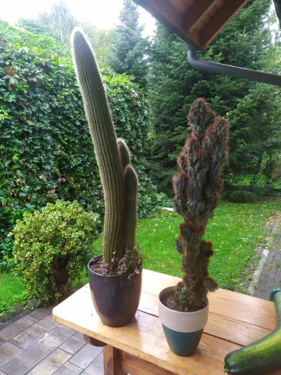 bartix133 - Poznajcie moje kaktusy, temu po lewej brakuje dosłownie 1 cm żeby mieć ró...