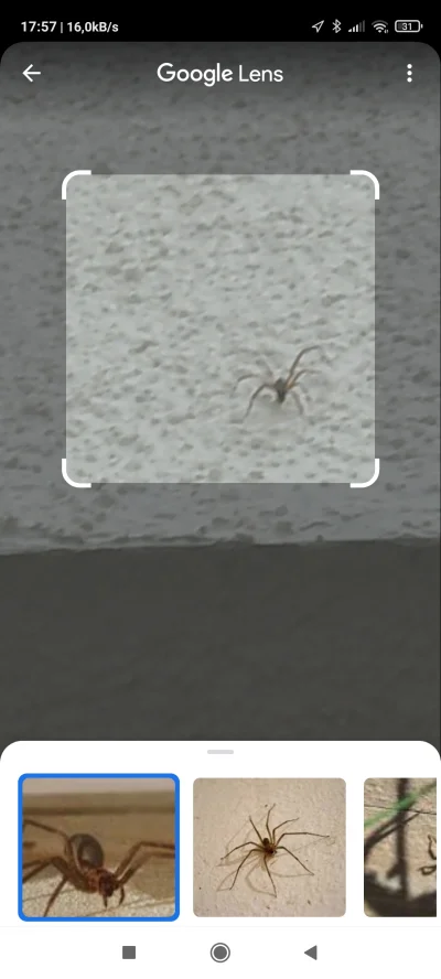 isInteger - Co to za pająk? Google Lens twierdzi że jadowity, a ja się nie znam ¯\\(ツ...